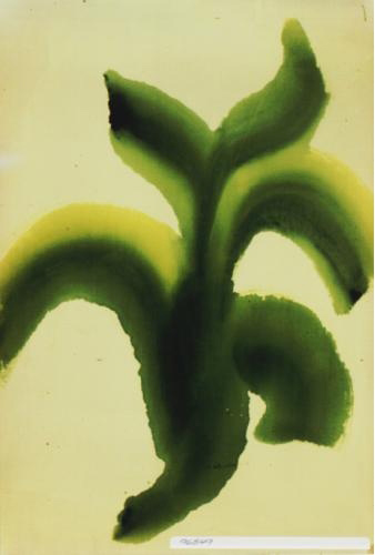 Designers Guild, Leaf