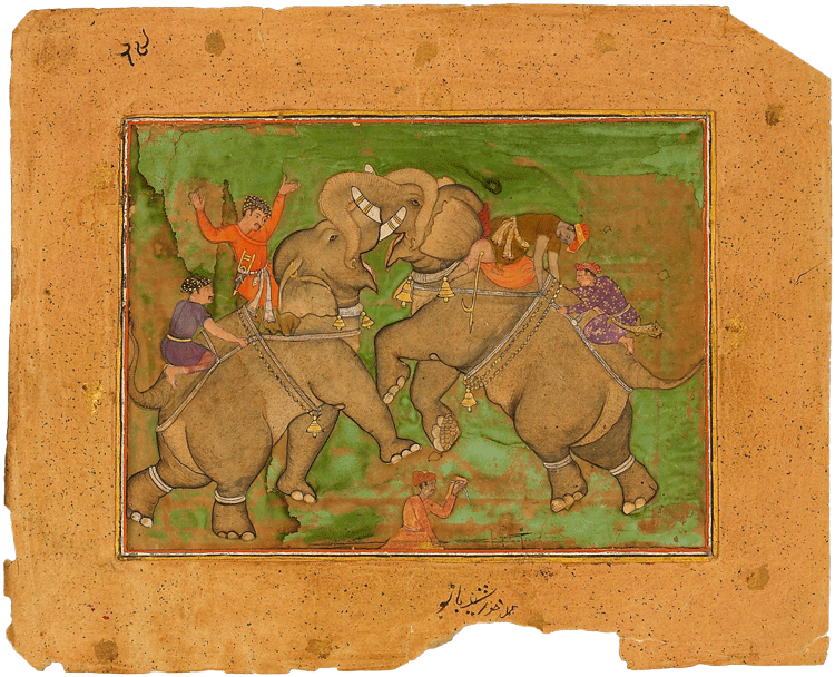 Elephants fighting