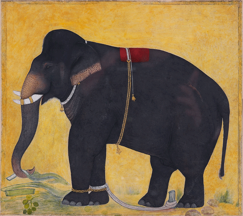 Young elephant eating