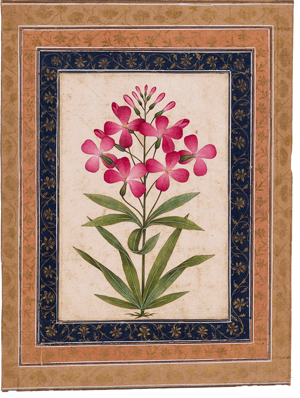 Botanical study of a geranium