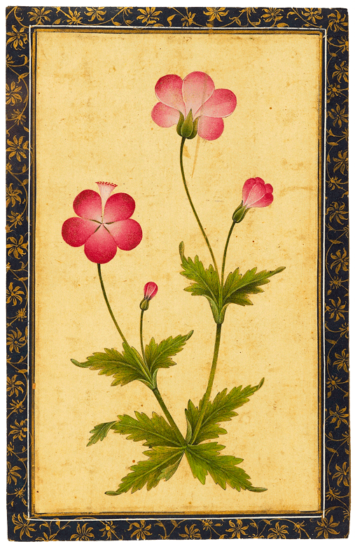 Pink composite flower with leaves