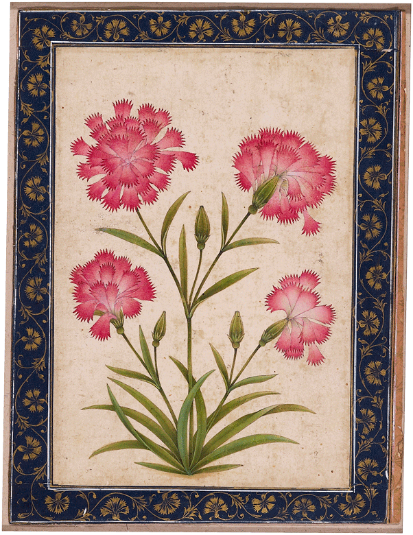 Botanical study of a carnation