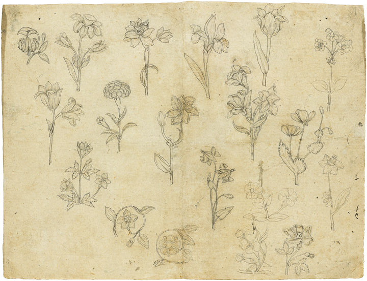 Sheet of flower studies