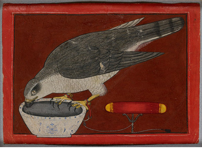A goshawk drinking