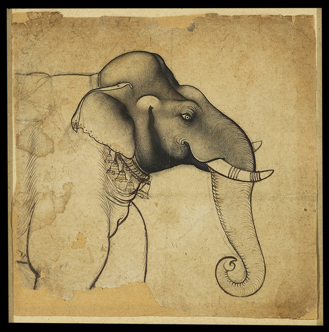Head of an elephant