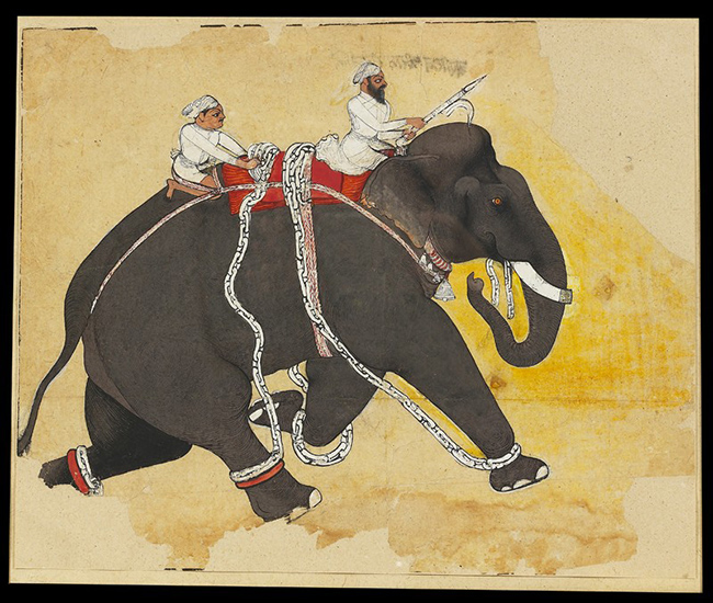 Elephant at a gallop