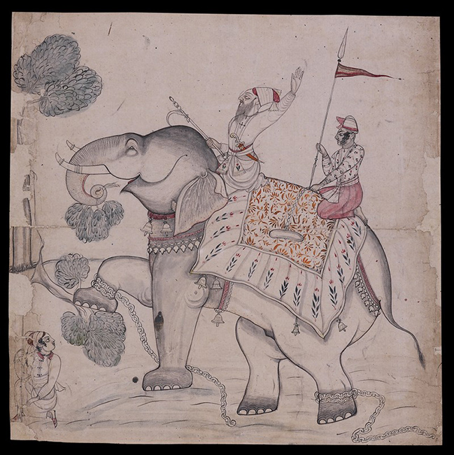 Elephant eating a tree