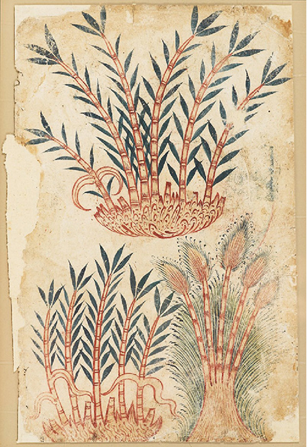 Three bamboo shoots, from a De Materia Medica manuscript